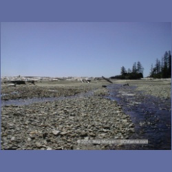 2002_419_Brooks_Peninsula.html