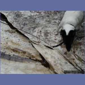 2006_2360_Marble_Creek_Shakan_Bay_AK.JPG